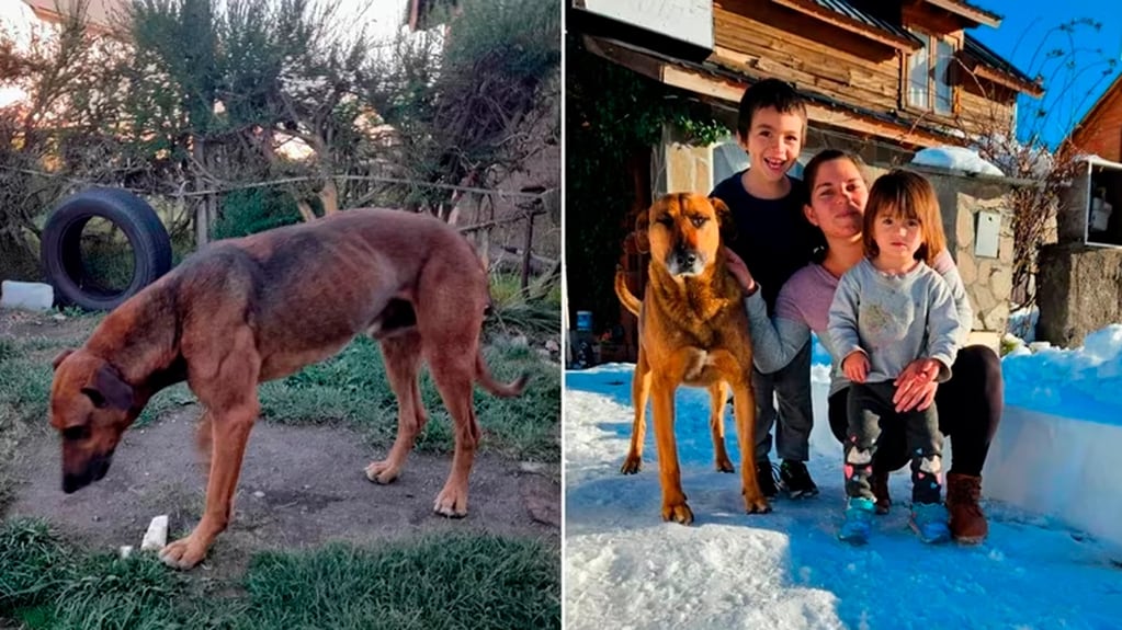 El antes y el después del perro rescatado. (Diario Río Negro)