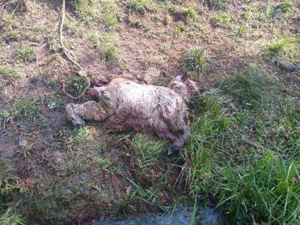 Guaraní: seis perros y una oveja fueron atacados por lo que podría ser un puma.