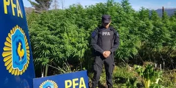 Luego de varios allanamientos en Chubut, la policía descubrió tres campos de marihuana