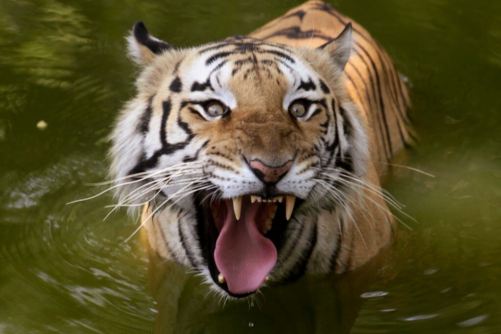 Conozca al tigre de bengala que visitó Hidalgo.