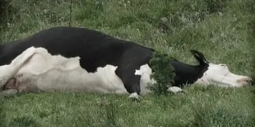 murieron más de 200 vacas en un campo de Corrientes