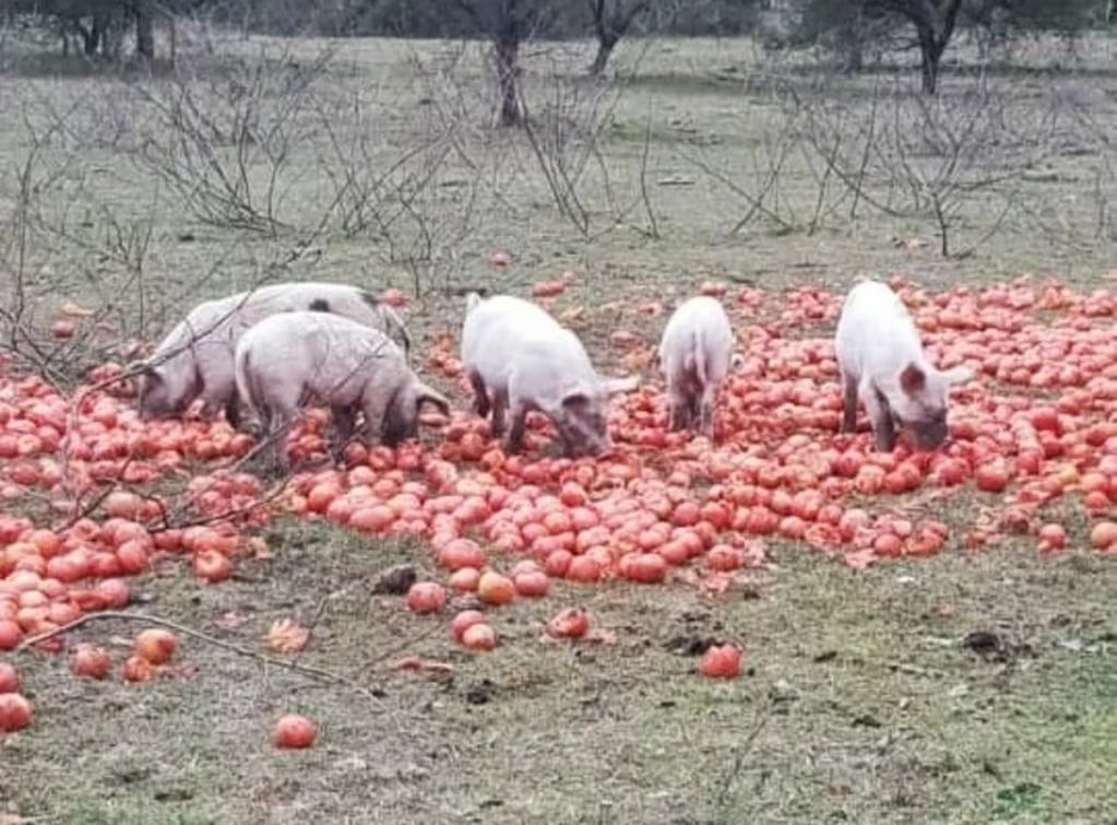 Corrientes: los cerdos y vacas se alimentan de los tomates desperdiciados.