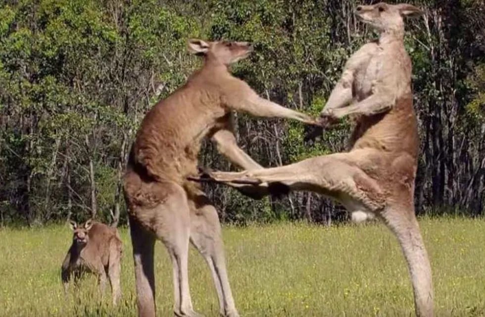 Dos canguros se agarraron a las piñas y el video se volvió viral.