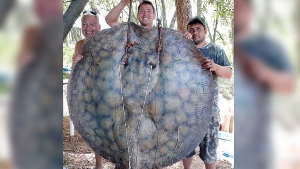 La raya pescada en Puerto Gaboto pesó 153 kilos. (Facebook)