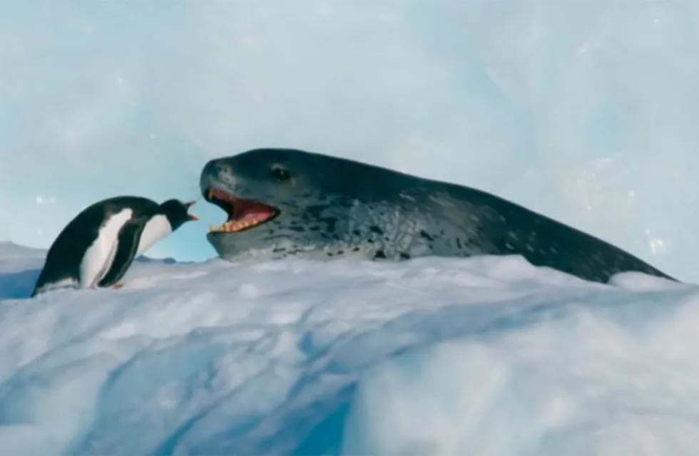 La desesperada huida de un pingüino perseguido por una foca
