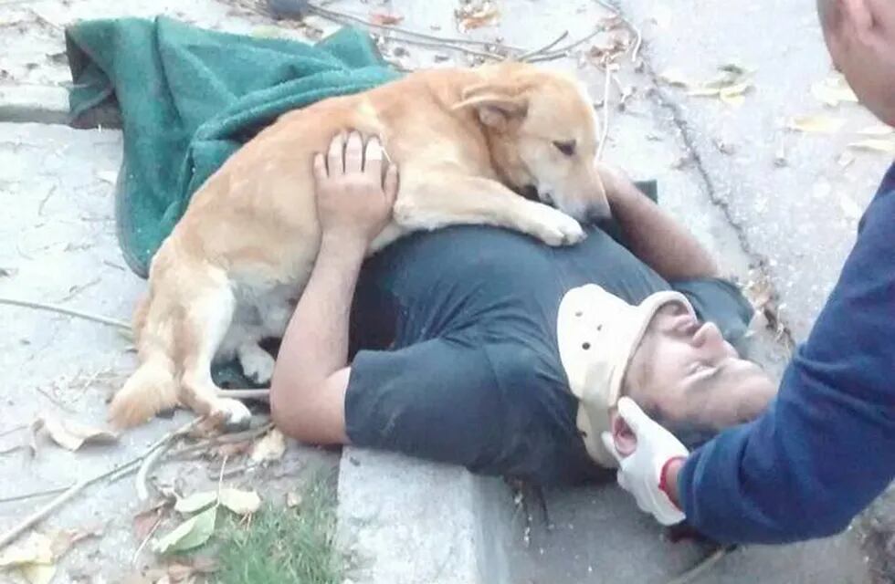 Tony, el perro que abrazó a su dueu00f1o accidentado hasta que llegó la ambulancia