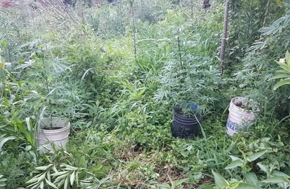 Plantas de marihuana en El Tio