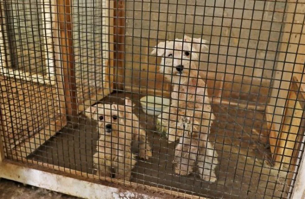Dos mujeres arrestadas tras el rescate de más de 40 perros enjaulados en un deplorable criadero clandestino en EE.UU.
