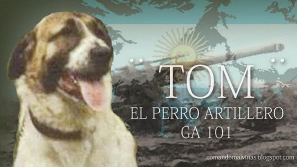 Tom. el único perro callejero del escuadrón