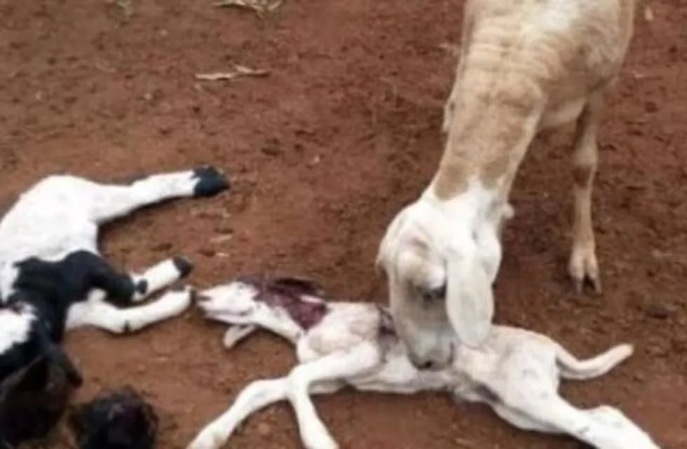 El último ataque en su propiedad fue el 22 de julio.