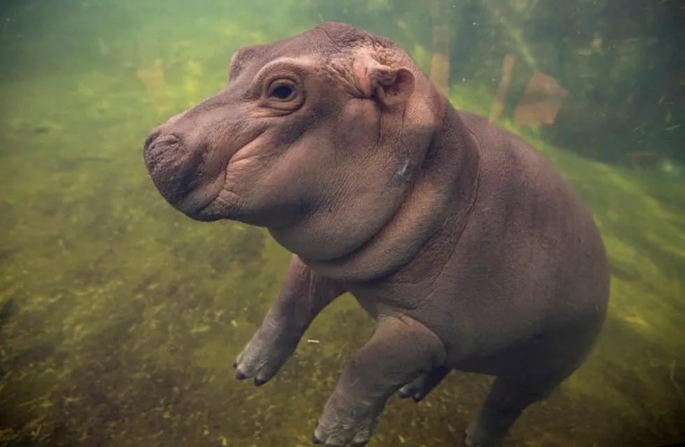 Fiona made her debut to the media in Hippo Cove at the Cincinnati Zoo and Botanical Garden, Wednesday, May 31, 2017, in Cincinnati. The zoo emphasizes she isn't ready for public display but the media-only event was a step toward that. Fiona was born Jan. 24, weighing 29 pounds (13 kilograms).  (Liz Dufour/The Cincinnati Enquirer via AP) eeuu Cincinnati  cria de hipopotamo animales hipopotamos