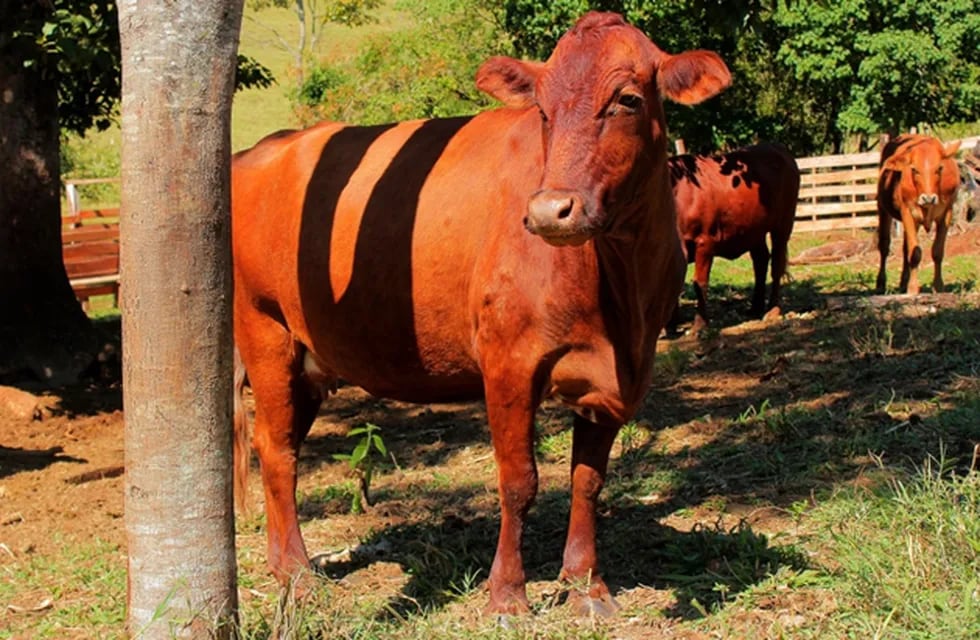 La principal medida de prevención de la enfermedad es vacunar a todo el rodeo de ganado.