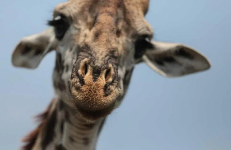 Una jirafa atacó a una guía turística y mató a su bebé de 16 meses. Foto: AP/Mosa'ab Elshamy/Archivo.