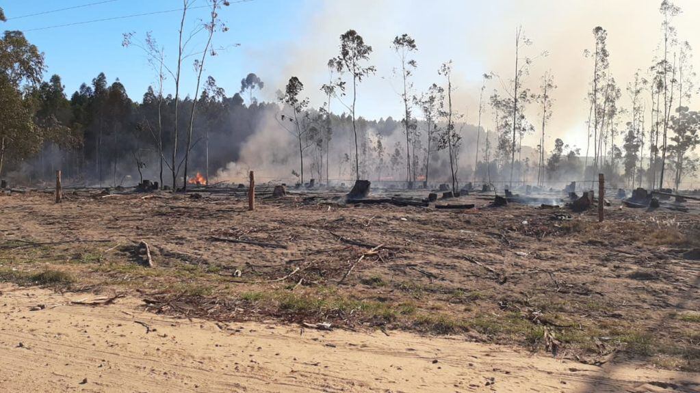 14 hectáreas pertenecientes a la Caja de Jubilaciones de Entre Ríos fueron consumidas por las llamas