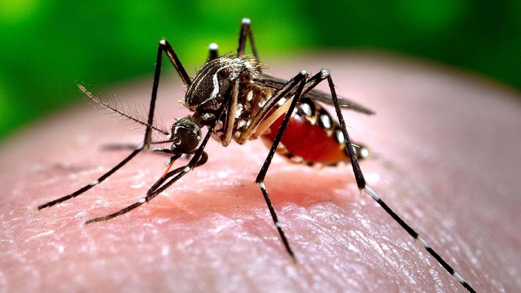 El mosquito vector del dengue, Aedes Aegypti.