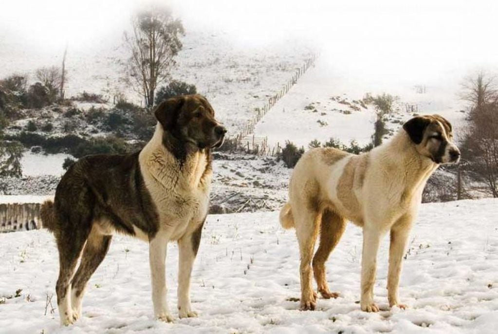 Perros asilvestrados - Tierra del Fuego