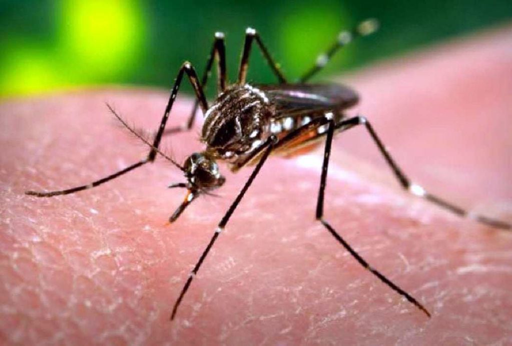 La epidemia de dengue es la más grande en 30 años