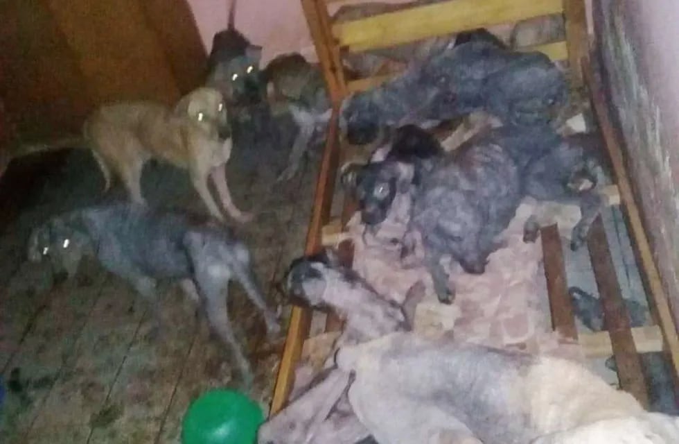 Encontraron 32 perros abandonados en una casa