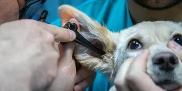 Eldorado: comunicaron las guardias veterinarias durante el fin de semana largo
