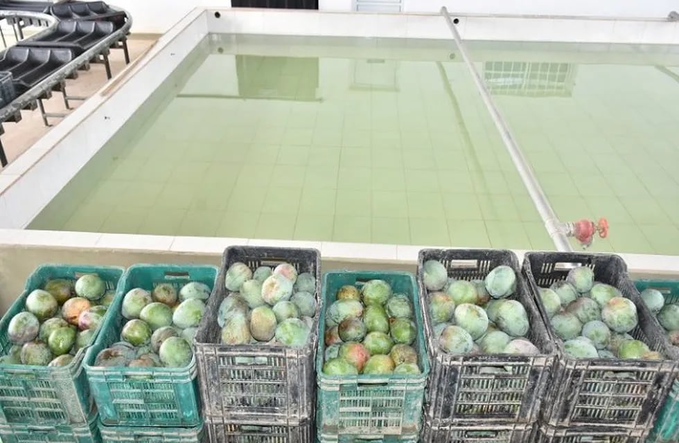 300 mil kilos de mangos formoseños partieron hacia mercados nacionales