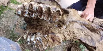Encontraron el maxilar de un mastodonte en Pueblo Andino