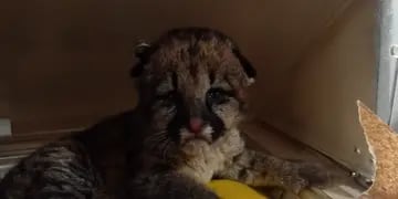 Puma bebé