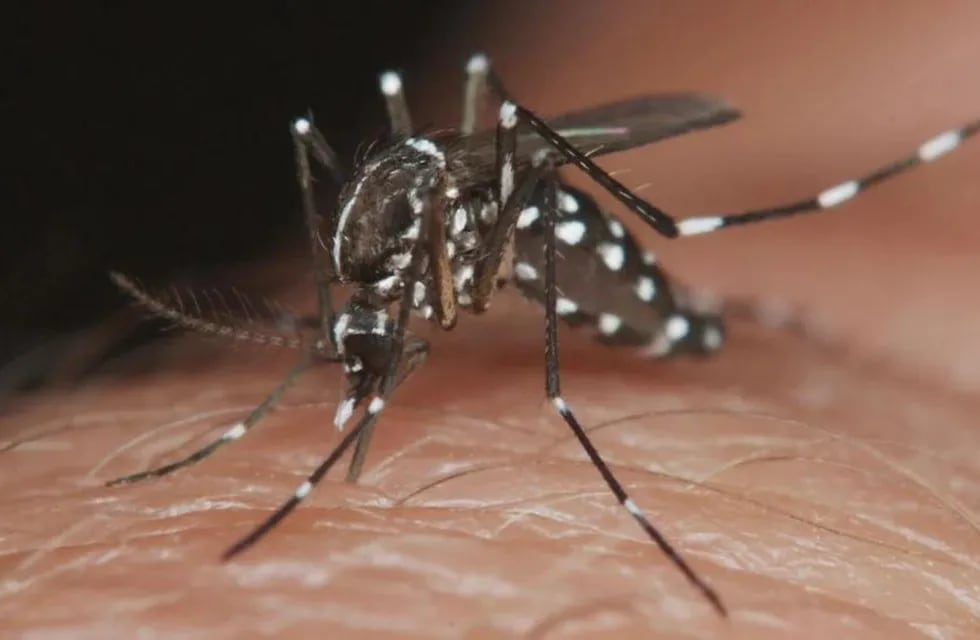 Cuánto tiempo duran los síntomas del dengue y cómo se contagia.