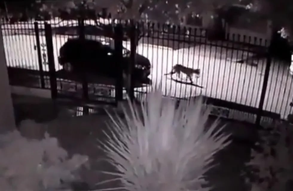 Cámaras de seguridad de un registró las imágenes cuando un puma caminaba por una de las calles de Tupungato, cerca del club Social.