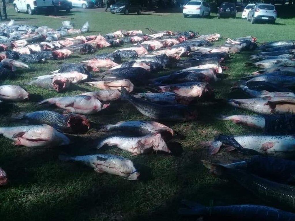 Los pescados fueron donados a comedores de la capital y el interior de Corrientes.