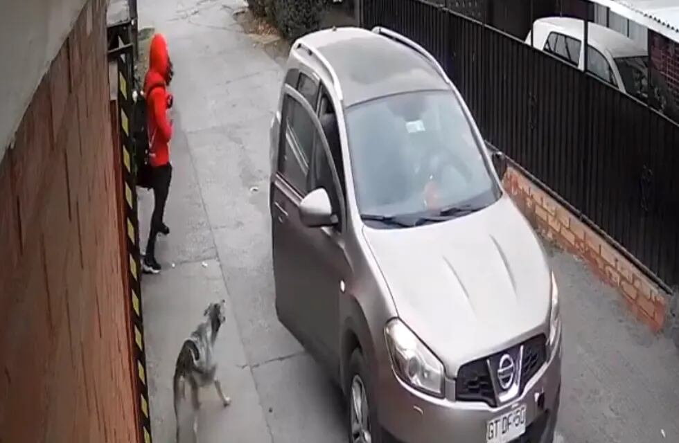 Captura de video del perro que salvó a la adolescente de los dos hombres. Foto: Video @jackoprou2