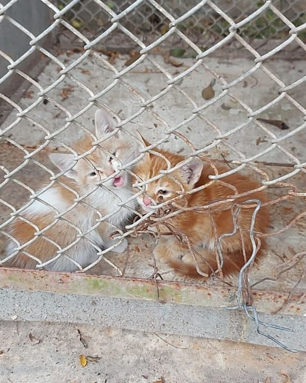 Son muchos los animales de la ciudad de Salta que buscan un hogar cálido este invierno.