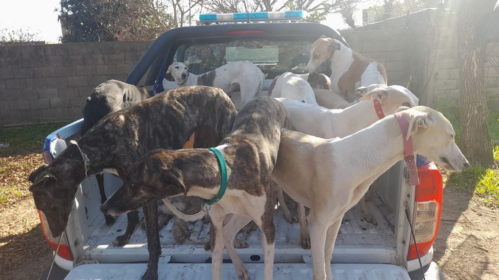 Secuestro de perros galgos por caza ilegal en Córdoba.