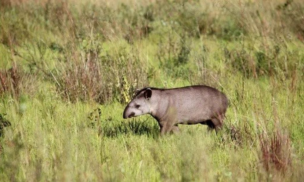 A los tapires les gustan las zonas de selva degradada, allí hacen sus deposiciones y transportan millones de semillas. (ArgentinaForestal)