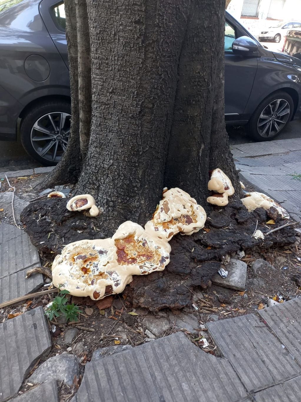 Los extraños hongos que aparecieron en un árbol de La Plata.