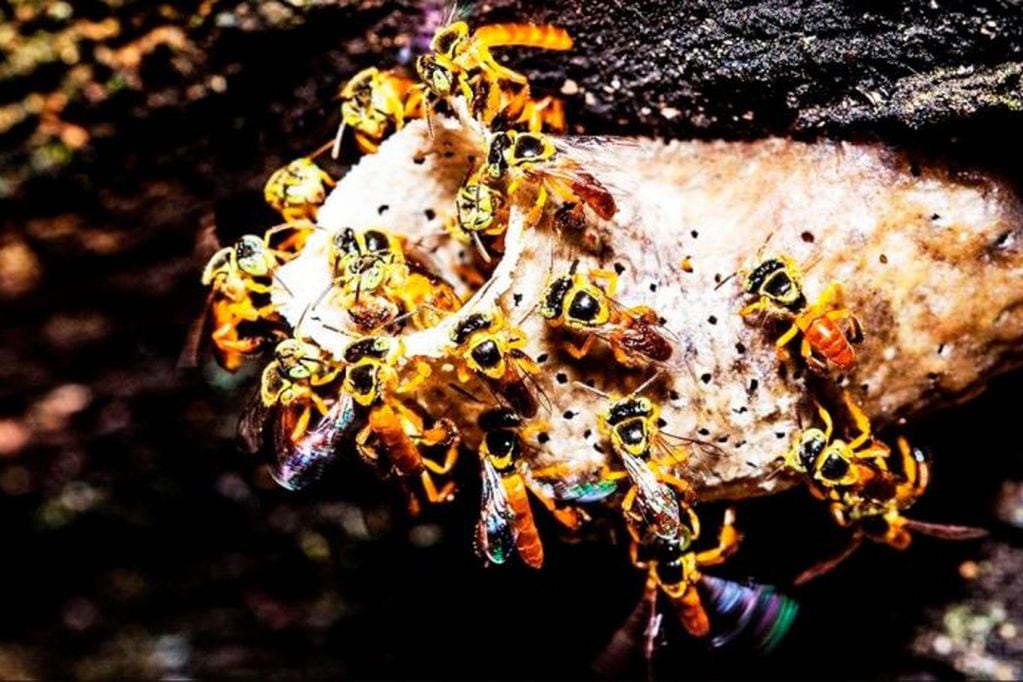Colmenas de abejas (Web)