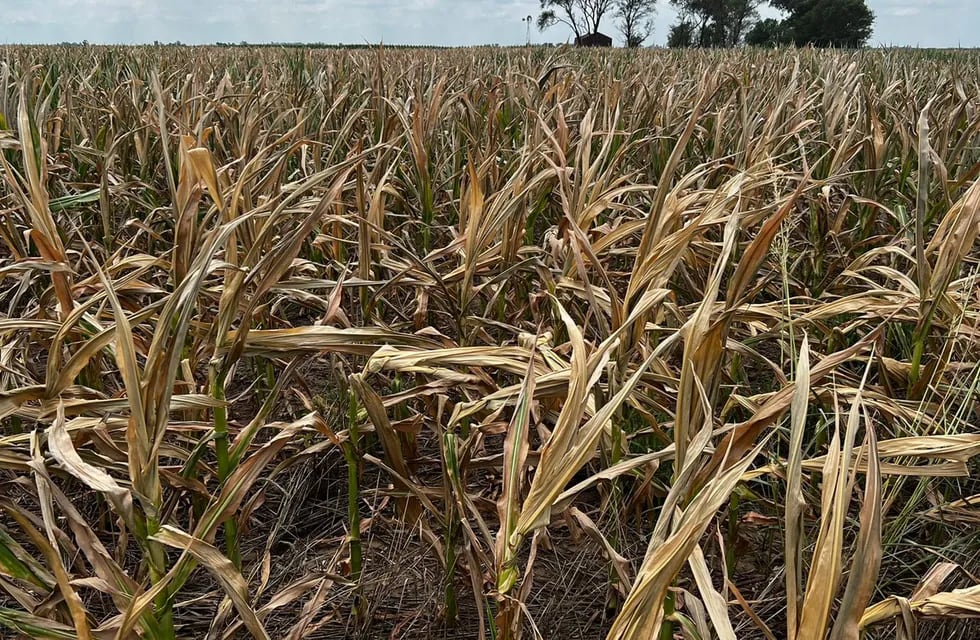 La caída de la cosecha, uno de los puntos que más preocupación genera para alcanzar las metas del FMI. Foto: La Voz.