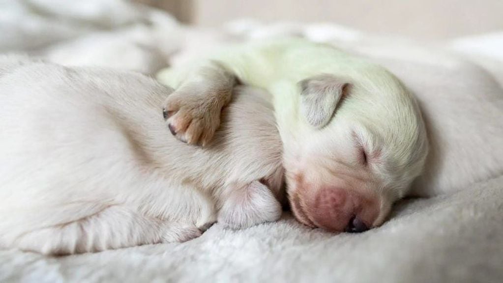 "Mojito", el perro verde que nació en Alemania (Web)