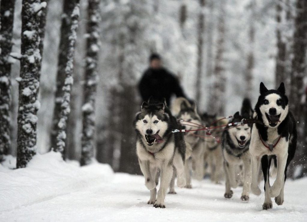 Huskies siberianos en Finlandia (Fotografía: Olivier Morin)