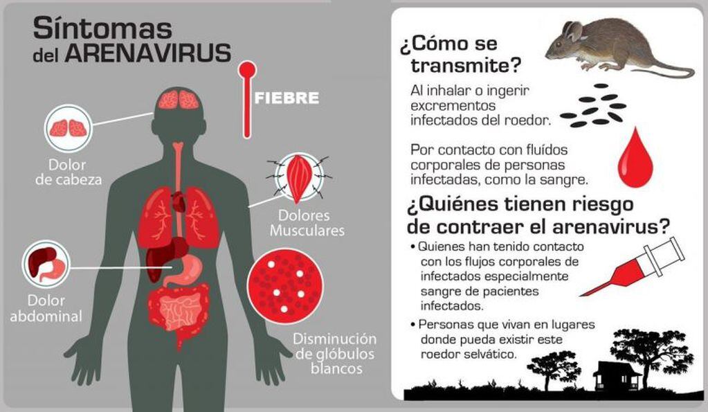 Arenavirus (Fiebre hemorrágica boliviana)