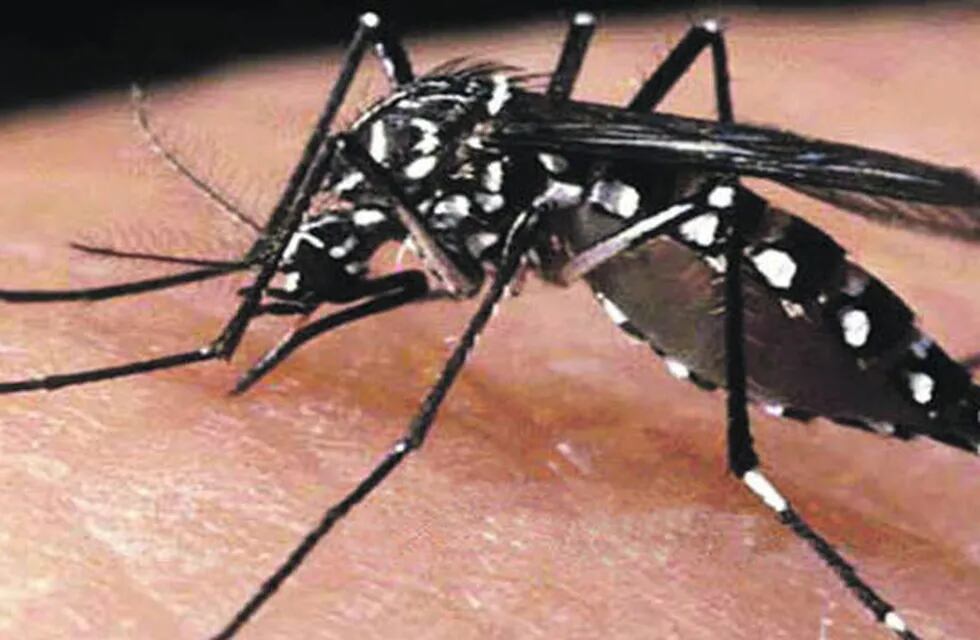 Misiones continúa con trabajos de prevención contra el Dengue y Chikungunya
