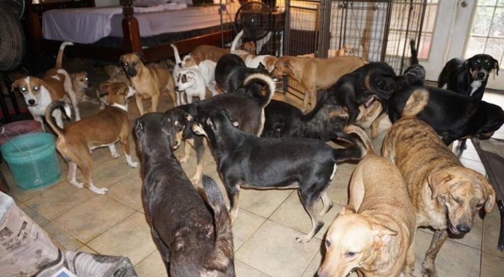 Chella Phillips albergó a 97 perros durante el huracán Dorian (Facebook)