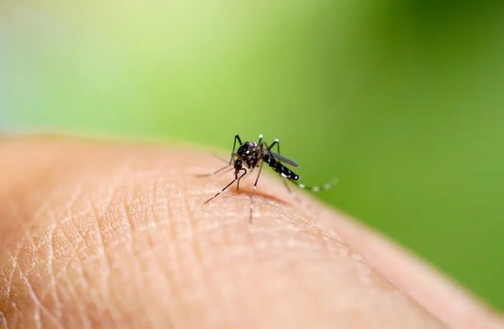 Se confirmaron 252 casos de Dengue en la provincia de Córdoba
