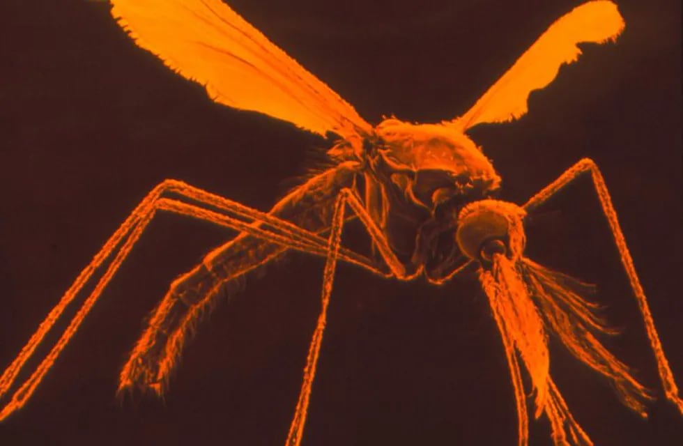 8790fdad-a3e7-4afe-b13f-83be5a54e846|Dr. Tony Brain/Science Source.Biologists have found a way to collapse entire populations of mosquitoes, which spread malaria to humans, by editing their genes to render females infertile.