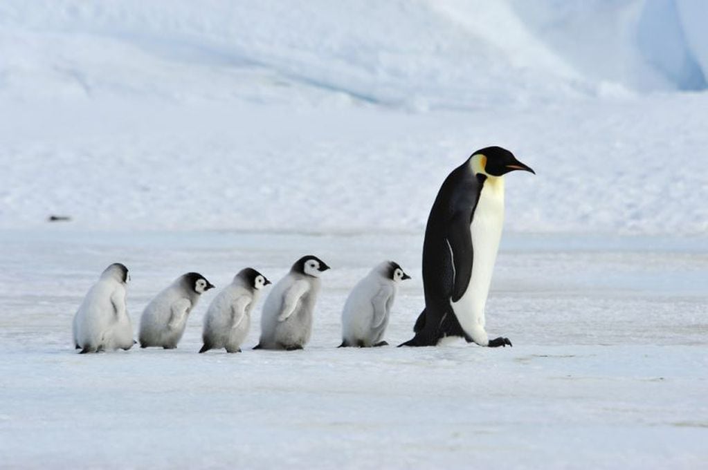 Familia de pingüinos emperador en la Antártida.