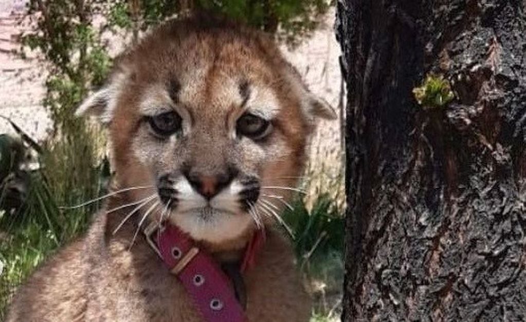 Rescataron un pumita que estaba encadenado a un árbol