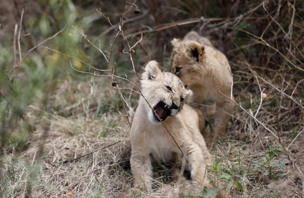 Sudáfrica: leones aprovecharon la cuarentena y durmieron la siesta en una ruta vacía. (Archivo: EFE)