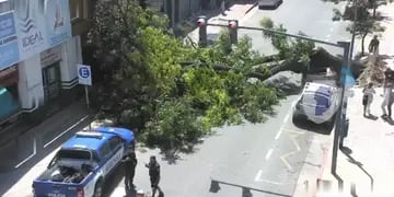 Video. La Policía de Córdoba difundió imágenes del momento exacto en que un arból se desplomó en barrio centro.