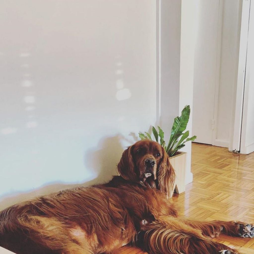 El perro de Ángel de Brito (Instagram/ angeldebritooki)