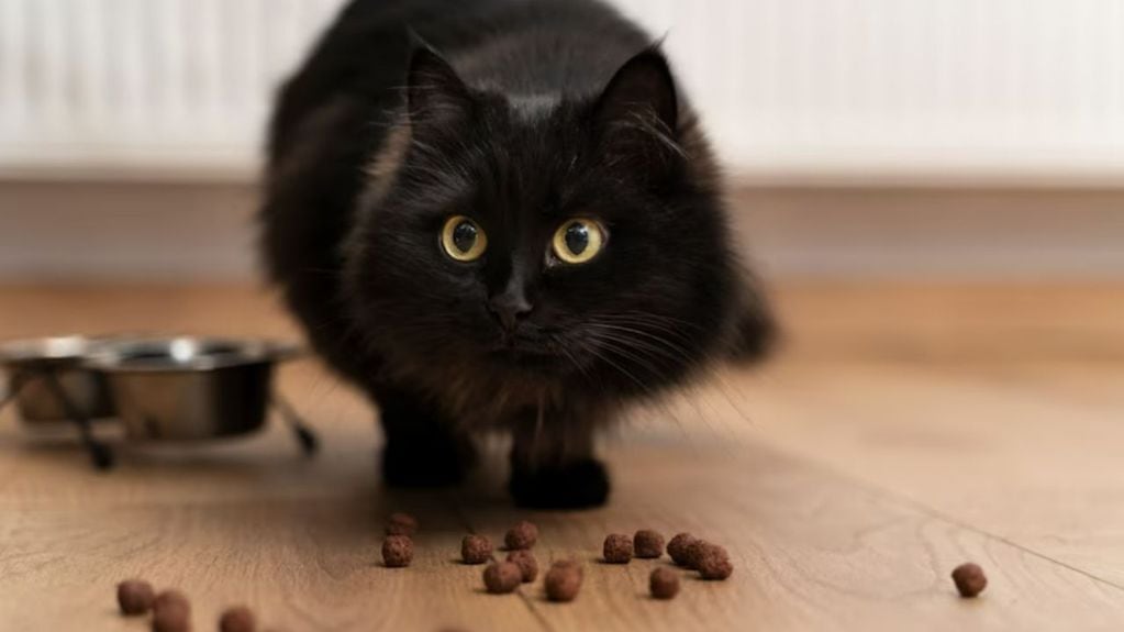 Los gatos negros tienen su significado