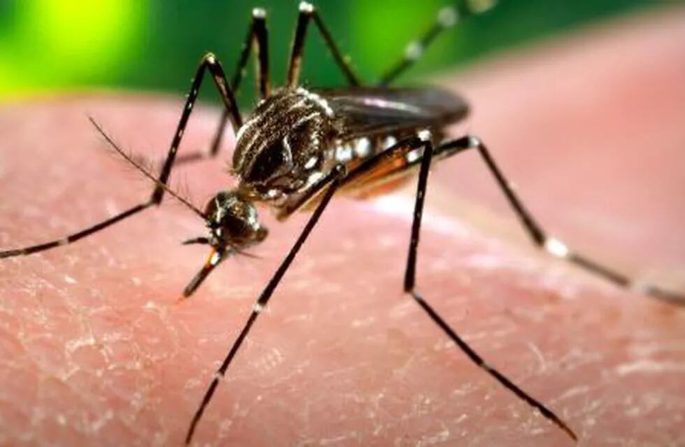 Aumentó la cantidad de mosquitos Aedes aegypti y podría haber un brote de dengue en San Juan